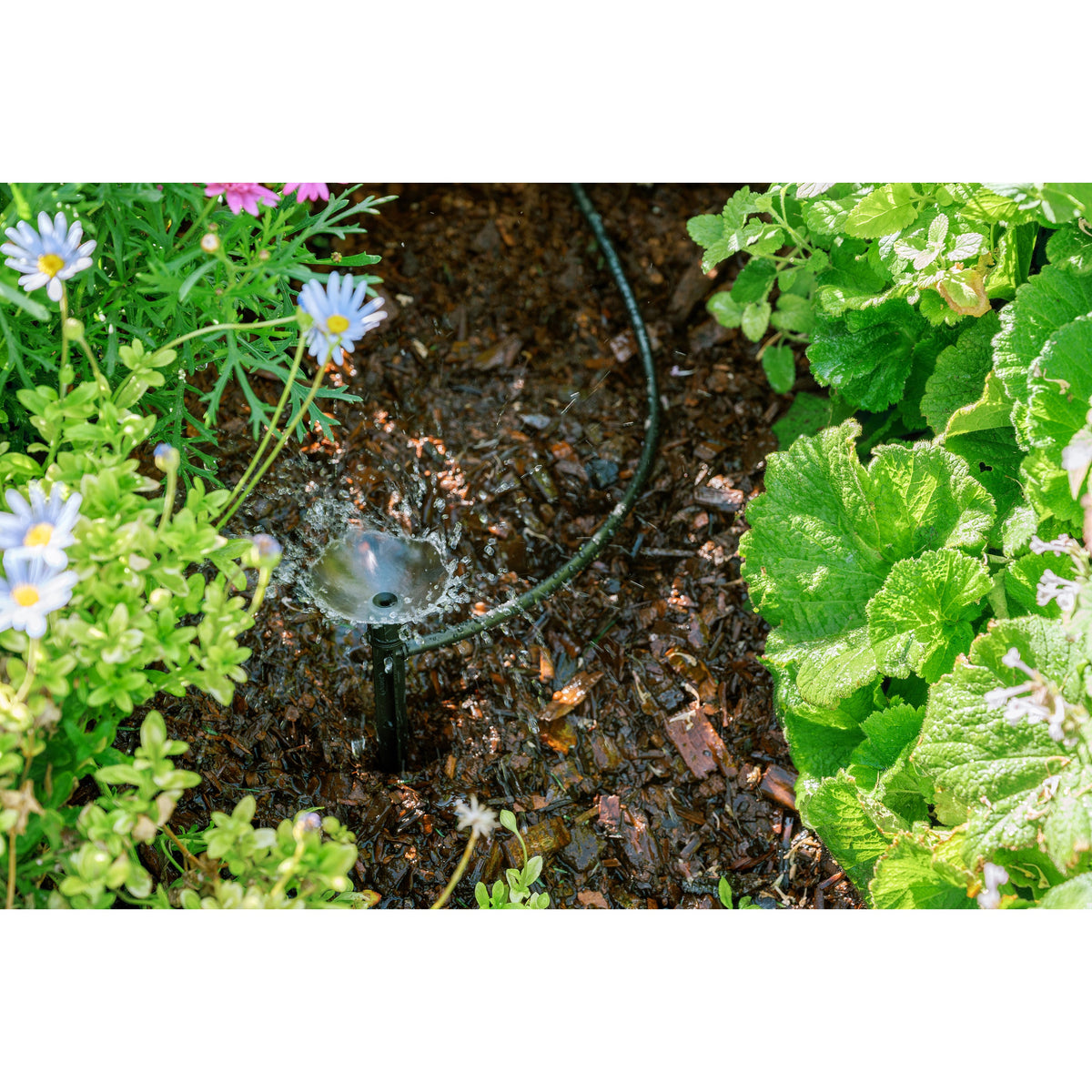 Drip irrigation tubing installed around garden plants.
